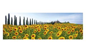 Арт.48910 Canvas Фото-репродукция Sunflowers 150x50