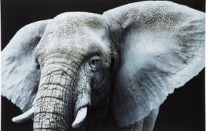 Картина Face Elefant 80x120cm