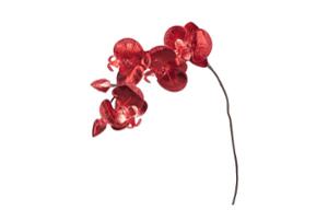 Орхидея Fiore