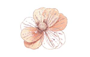 Декоративно цвете Магнолия